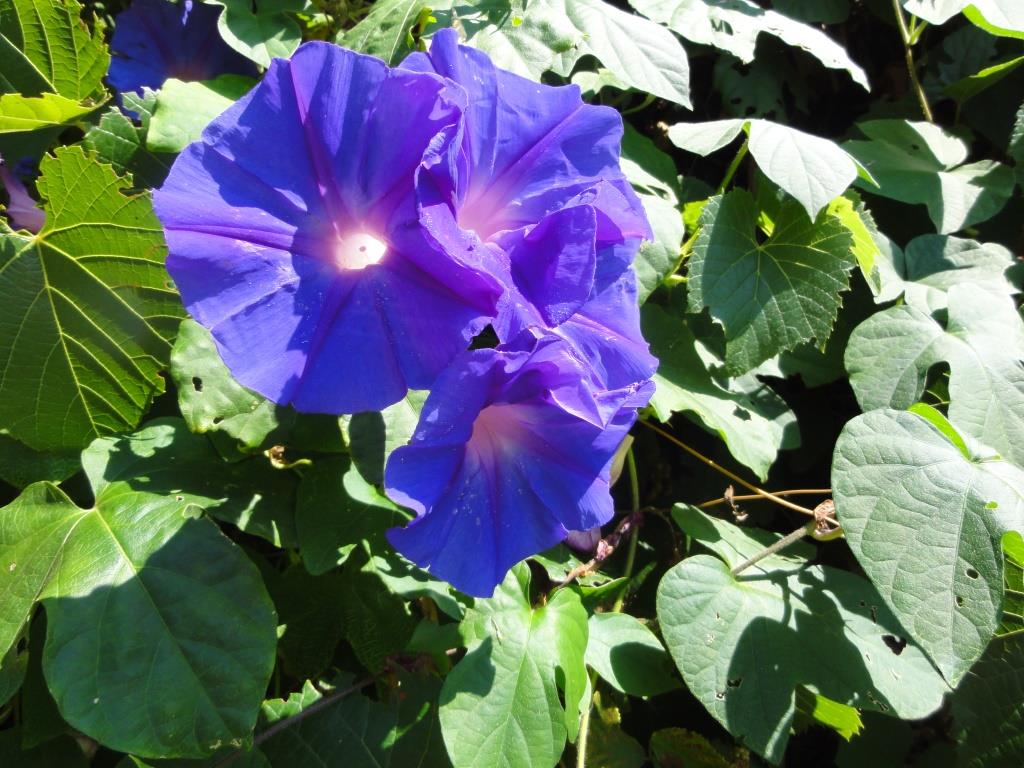 Ischia. Blume des Monats Juli